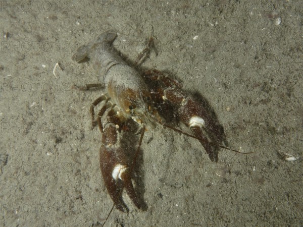 Signal crayfish (Pacifastacus leniusculus), American crayfish, invasive species, with large claws