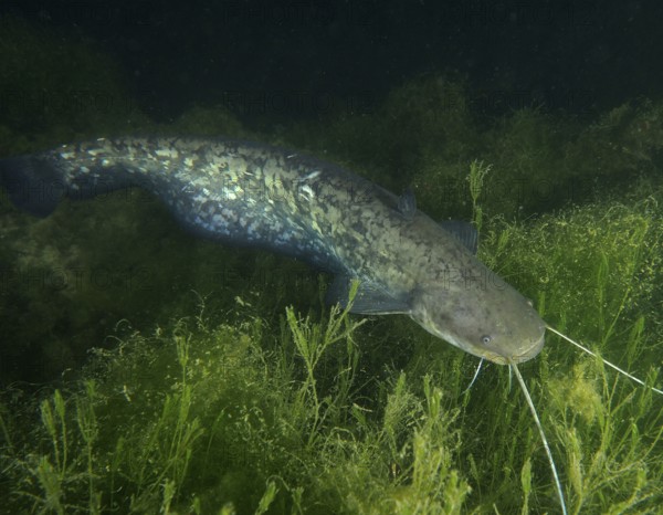 Catfish (Silurus glanis), Waller, swimming in a dark, plant-rich underwater area, dive site