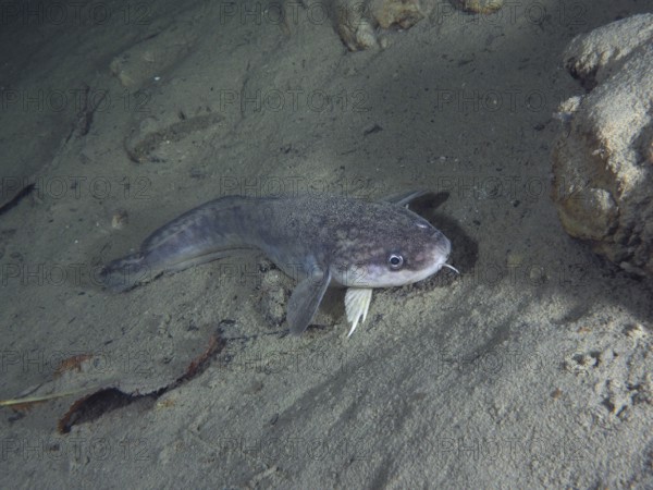 Grey fish, burbot, burbot (Lota lota), rudd, lies calmly on the sandy bottom in a quiet underwater