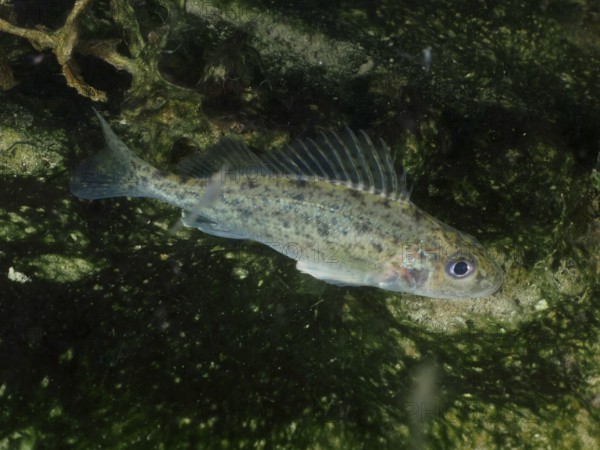 A ruffe (Gymnocephalus cernua) swims underwater in an environment with algae and a green background