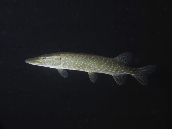 A pike (Esox lucius) moves gracefully in the dark underwater world. Dive site Zollbrücke, Rheinau,