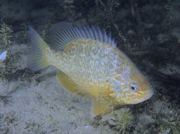 A colourful fish, pumpkinseed sunfish (Lepomis gibbosus), invasive species, swimming in a sandy
