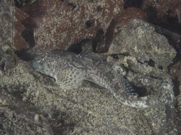 A bullhead, bullhead, snouthead, western bullhead, bullhead, millhead (Cottus Gobio), bullhead,