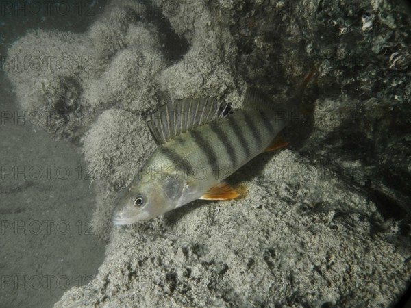 A perch (Perca fluviatilis) rests on a rock in the murky water. Dive site Terlinden, Küsnacht, Lake