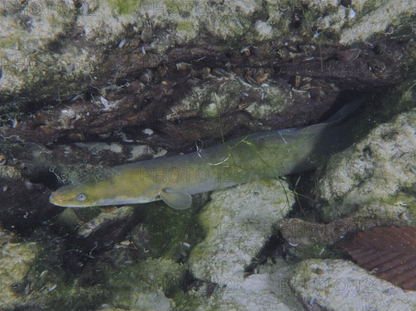 A European eel (Anguilla anguilla) hides between rocks and algae under water. Dive site