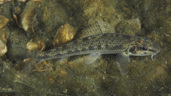 A gudgeon (Gobio gobio) camouflages itself between stones. Dive site Zollbrücke, Rheinau, Canton