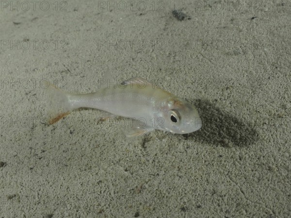 A pale little fish, perch (Perca fluviatilis), lies motionless on the sandy bottom. Dive site