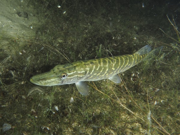 A pike (Esox lucius) lies camouflaged in overgrown ground. Dive site Wildsau, Berlingen, Lake