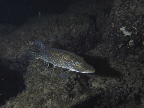 A pike (Esox lucius) swims in dark surroundings near a rocky bottom. Dive site Zollbrücke, Rheinau,