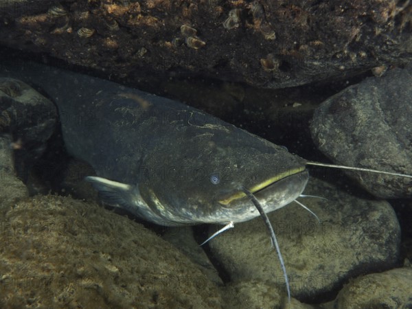 A catfish (Silurus glanis), Waller, hides between stones in a dark underwater environment. Dive