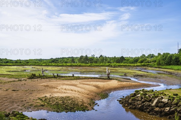 Marshes in La Teste-de-Buch, Arcachon, Gironde, France