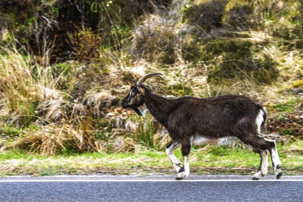 Goats over Invershiel, Loch Duich, Scotland, UK