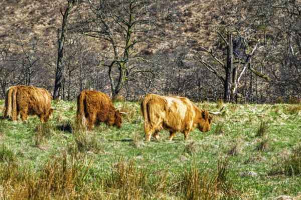 Highland Cattle, Scottish breed of rustic cattle, Highland, Scotland, UK