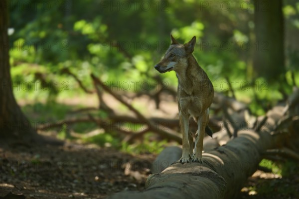 A wolf stands attentively on a fallen tree trunk in a sunny forest, Wolf (Canis lupus), summer,