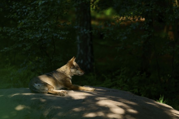 A wolf resting on a rock in a shady forest, illuminated by sunbeams, Wolf (Canis lupus), Summer,