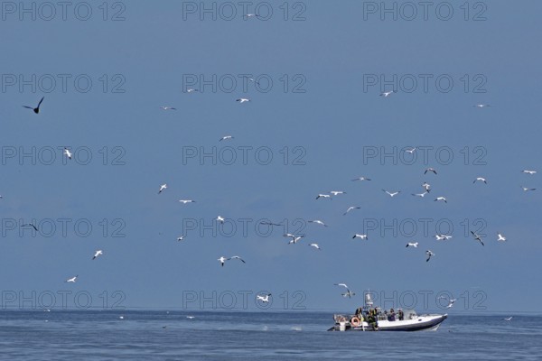 A boat on the sea surrounded by flying birds under a blue sky, boat tour, Noss, Shetland Islands,