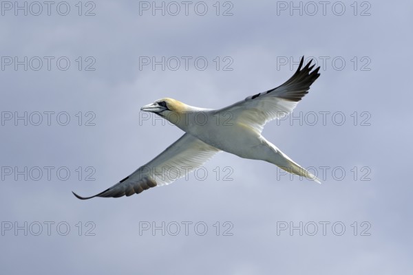A gannet in flight against the cloudy sky, boat trip, Noss, Shetland Islands, Scotland, Great