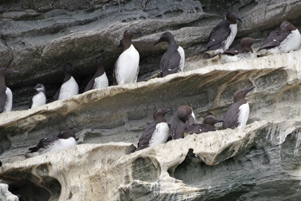 Guillemots sitting in groups on craggy rocks, boat trip, Noss, Shetland Islands, Scotland, Great