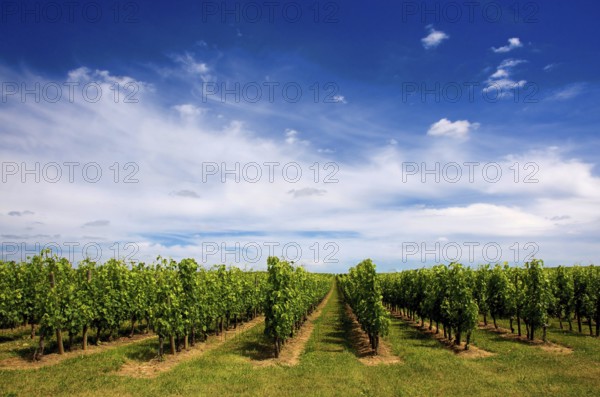 Rows of lush green grapevines stretch across the landscape of St Emilion, bathed in sunlight. The