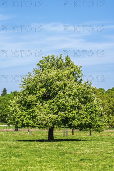 Shugborough Estate, National Trust House and garden, Great Haywood, Staffordshire, England, United