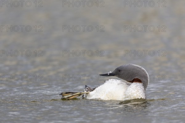 Red-throated diver (Gavia stellata) Feather care on the water, Aventdalen, Longyearbyen,