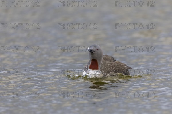 Star diver (Gavia stellata) swimming on the water, Aventdalen, Longyearbyen, Spitsbergen, Svalbard