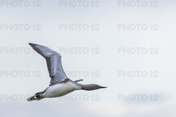Red-throated diver (Gavia stellata) in Flurg, Aventdalen, Longyearbyen, Spitsbergen, Svalbard