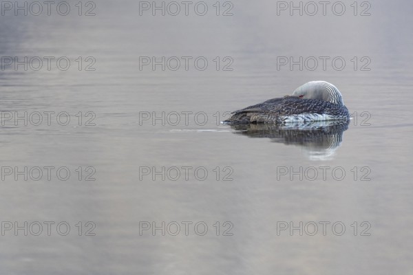 Red-throated diver (Gavia stellata) resting on the water, Aventdalen, Longyearbyen, Spitsbergen,
