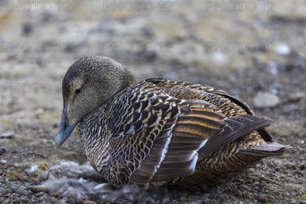 Eider duck (Somateria mollissima), hen brooding on the nest, duck birds (Anatidae), Aventdalen,