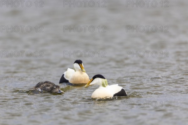 Eider duck (Somateria mollissima), hen with drake during mating behaviour, duck birds (Anatidae),
