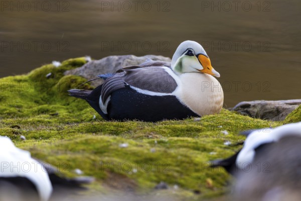 Common Eider (Somateria mollissima), drake sitting on land, duck birds (Anatidae), Aventdalen,