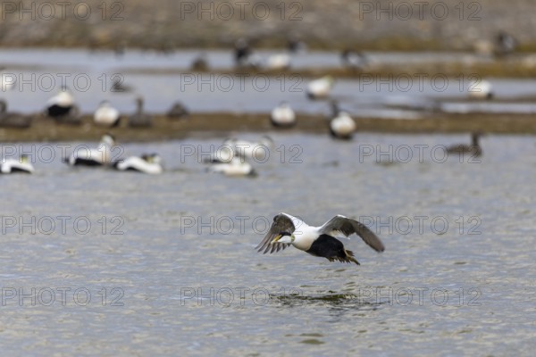 Eider duck (Somateria mollissima), drake starting to fly, duck birds (Anatidae), Aventdalen,