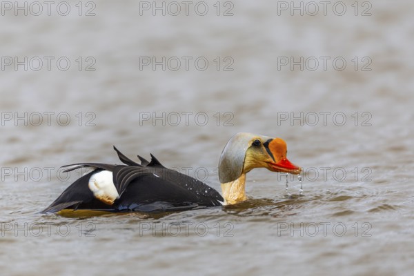 Common Eider (Somateria spectabilis), drake swimming on the water, reflection, duck birds