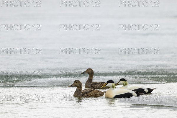 Eider duck (Somateria mollissima), group swimming at the ice edge, duck birds (Anatidae),