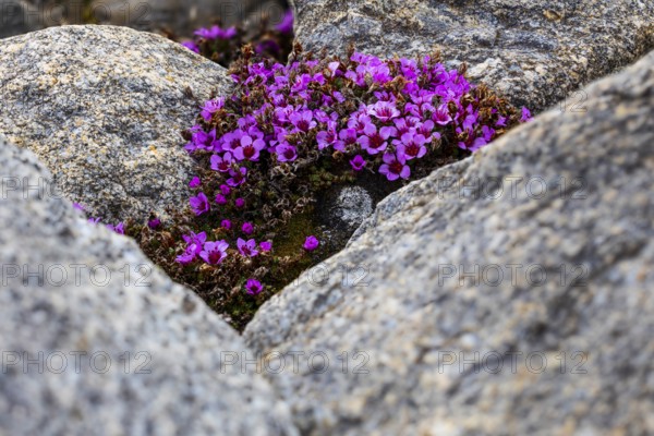 Red saxifrage (Saxifraga oppositifolia), saxifrage family (Saxifragaceae), Jotunkjeldene,