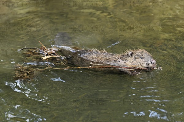 Eurasian beaver, European beaver (Castor fibre), swimming in a stream with a branch in its mouth,