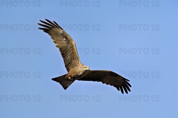 Black Kite (Milvus migrans), in flight, lower view, Flachsee nature reserve, Freiamt, Canton