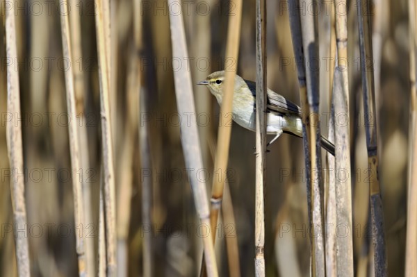 Willow Warbler (Phylloscopus trochilus), male sitting in reeds, Flachsee nature reserve, Freiamt,