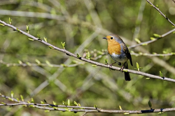 Robin (Erithacus rubecula), sitting on a branch, Flachsee nature reserve, Freiamt, Canton Aargau,
