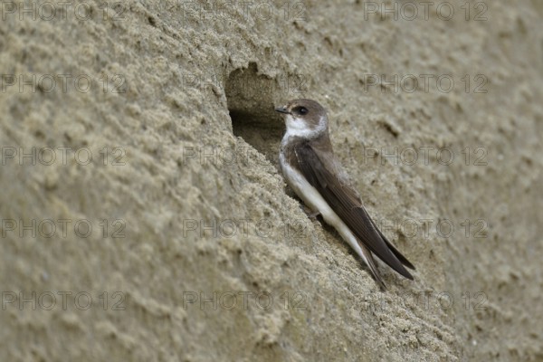 Sand martin (Riparia riparia), sitting on a steep sand wall in front of its breeding tube, Reussegg