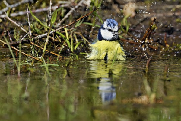 Blue tit (Cyanistes caeruleus) bathing in the shallow water of a stream, Flachsee nature reserve,