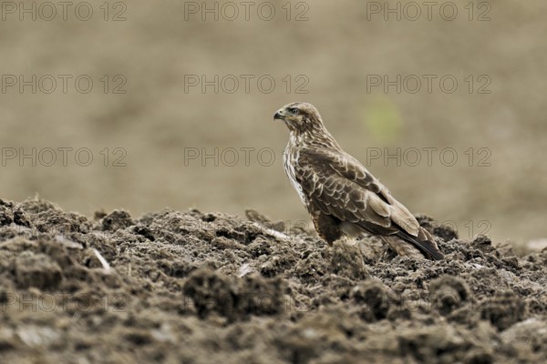 Common buzzard (Buteo buteo), standing in a field, Flachsee nature reserve, Freiamt, Canton Aargau,