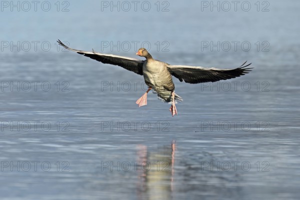 Greylag goose (Anser anser), approaching the water, Flachsee, Canton Aargau, Switzerland