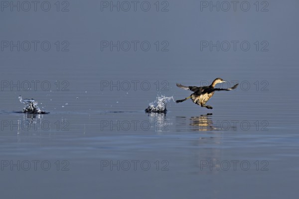 Red-breasted merganser (Mergellus albellus), adult animal walking over water, Flachsee nature