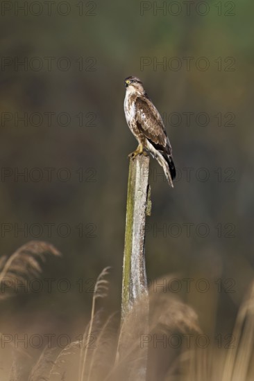 Common buzzard (Buteo buteo), standing on a post, Flachsee nature reserve, Freiamt, Canton Aargau,