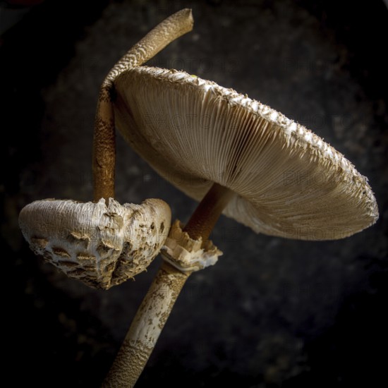 Two distinct mushrooms, showcasing a rich texture and intricate gills, stand out strikingly atop a
