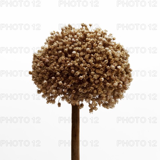 Natural dried garlic (allium) flower showcasing intricate details and organic textures in a