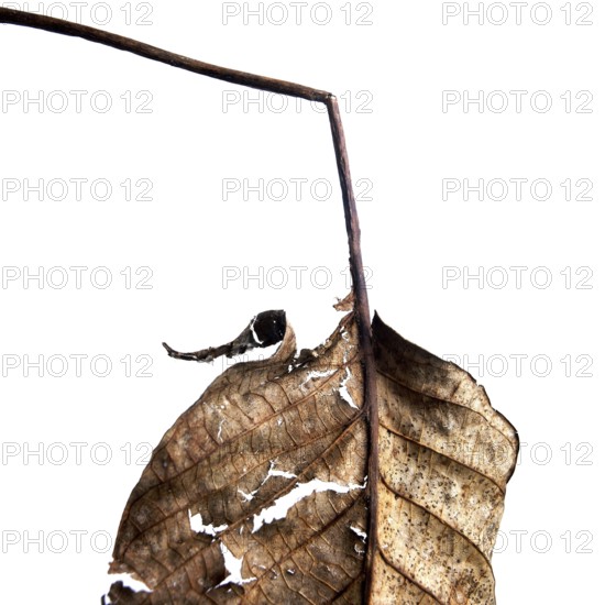 A close-up view of a dried leaf reveals its delicate textures and patterns. The intricate design is