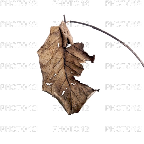A dry leaf hangs from a slender branch, displaying intricate textures and patterns against a softly