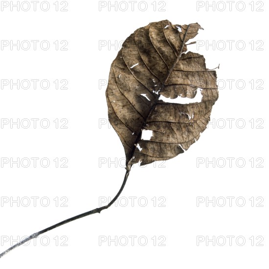 A dry leaf displays intricate textures against a muted background, highlighting its organic details